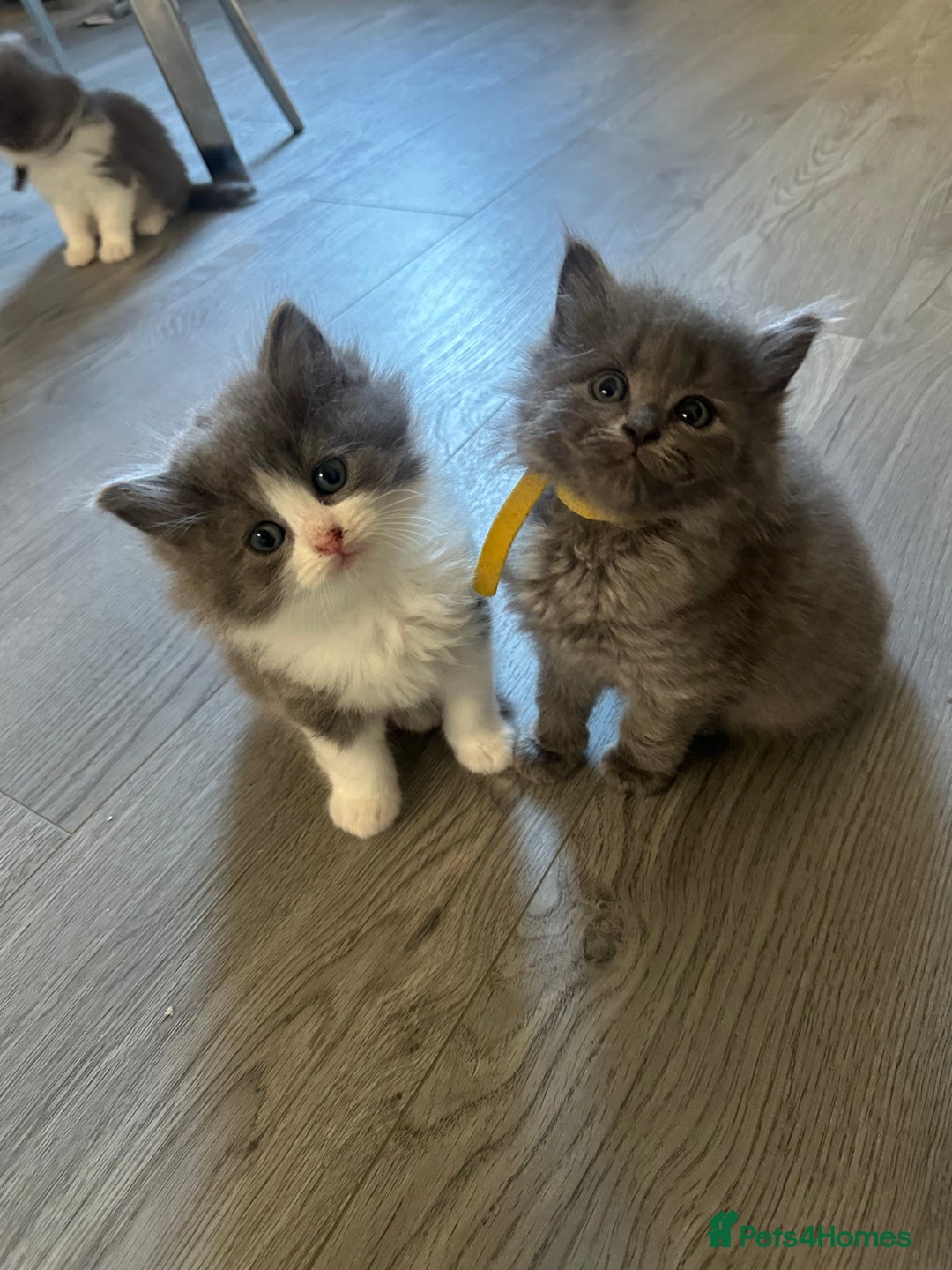 Ragdoll cats for sale: Reserved - Image 5