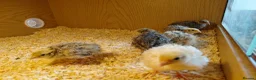 Quail poultry for sale: Coturnix quail for sale unsexed  - Advert 1