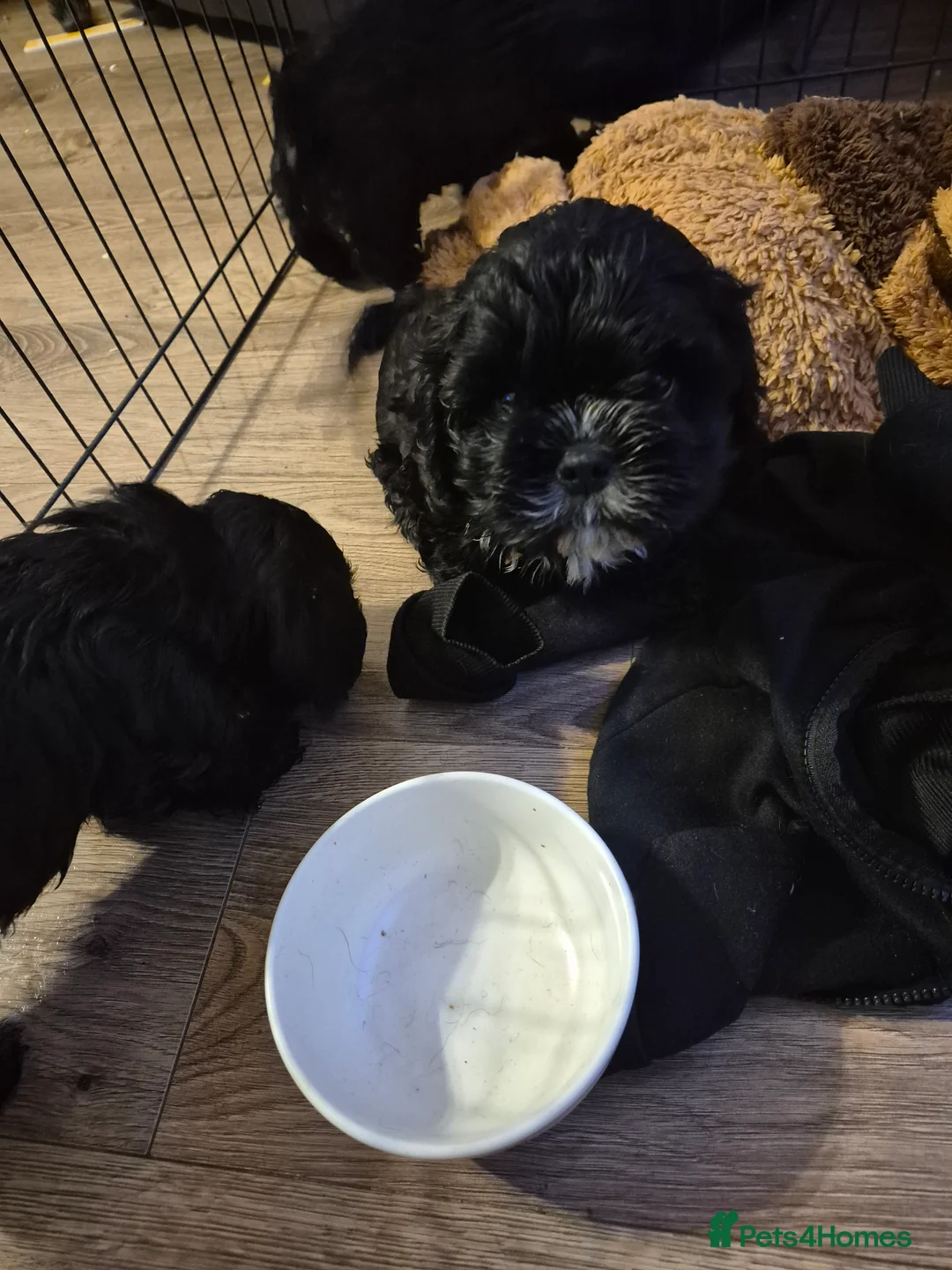 Mixed Breed dogs for sale: £800 Cocker spaniel shihtzu cross puppies  - Advert 5