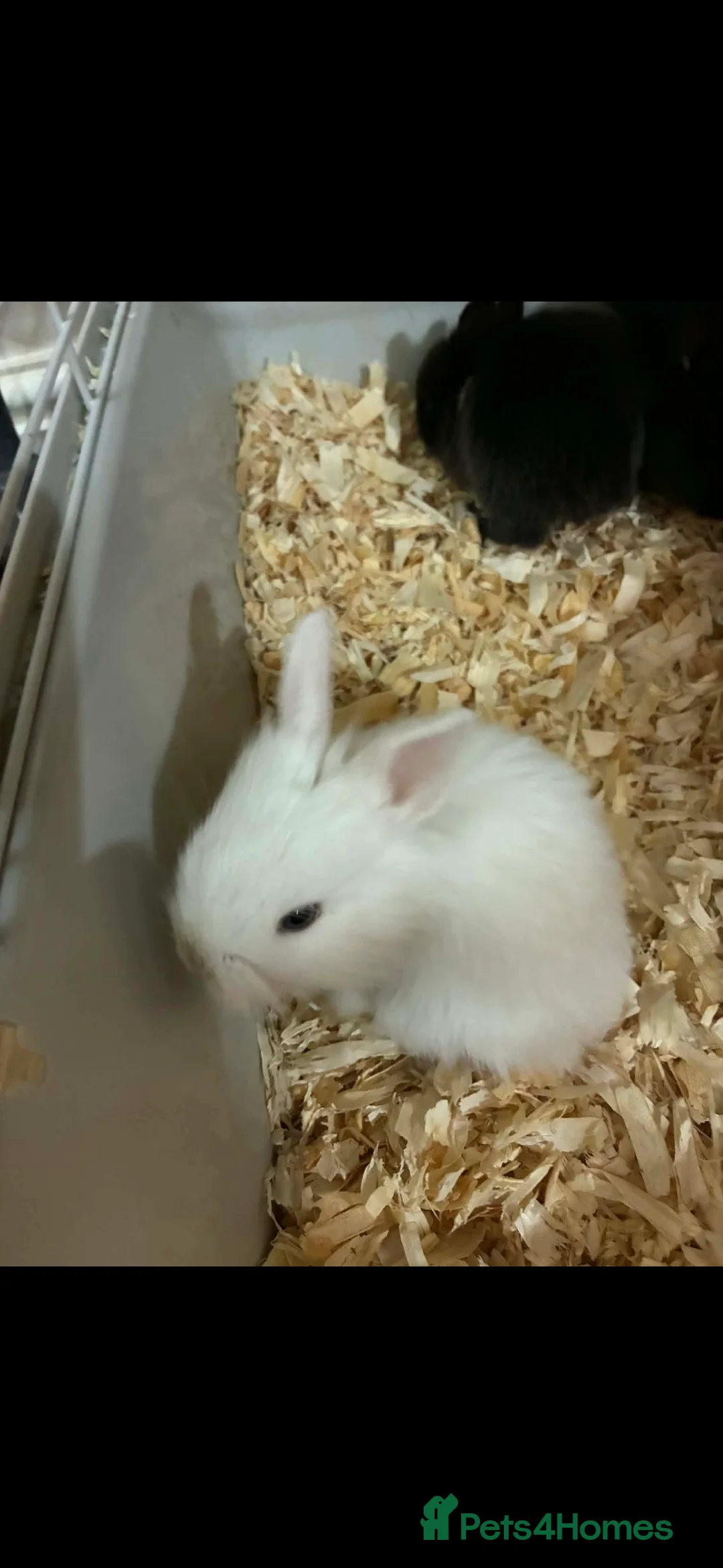 Angora rabbits for sale: Angora cross lionhead mixed lop - Advert 1