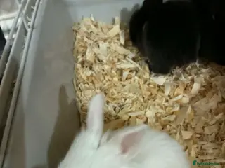 Angora rabbits Angora cross lionhead mixed lop - Advert 1