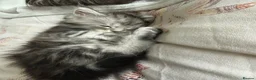 Maine Coon cats for sale: Stunning Silver Tabby Maine Coon Females - Advert 9