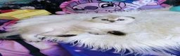 Scottish Fold cats for sale: 🐾 Stunning Scottish kitties 🐾 - Advert 18