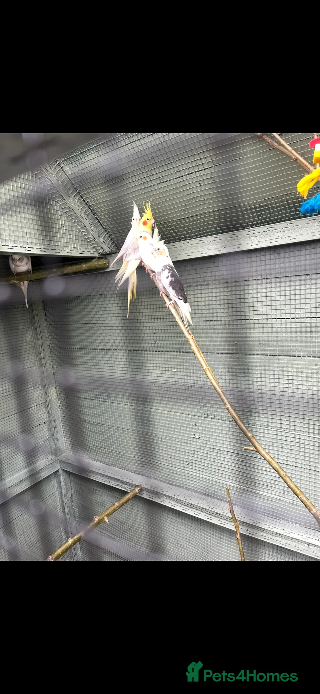 Cockatiels birds for sale: Stunning cockatiels  - Advert 3