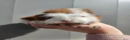 Guinea Pig rodents for sale: Baby male swiss guinea pigs  - Advert 1