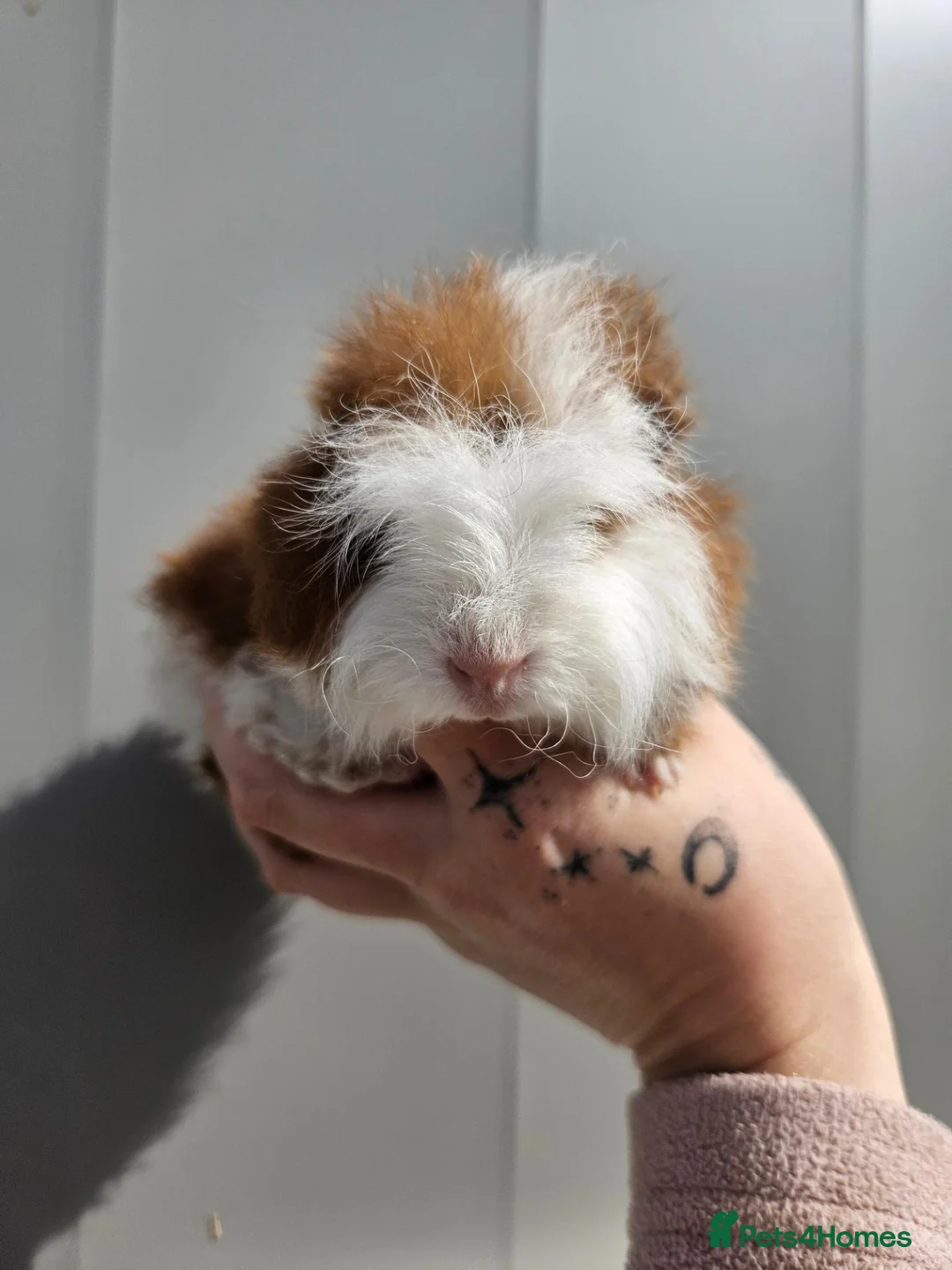 Guinea Pig rodents for sale: Baby male swiss guinea pigs  - Advert 1