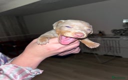 Miniature Dachshund dogs for sale: Tiny rabbit daushunds 5 beautiful babies 🥰🥰 - Image 3