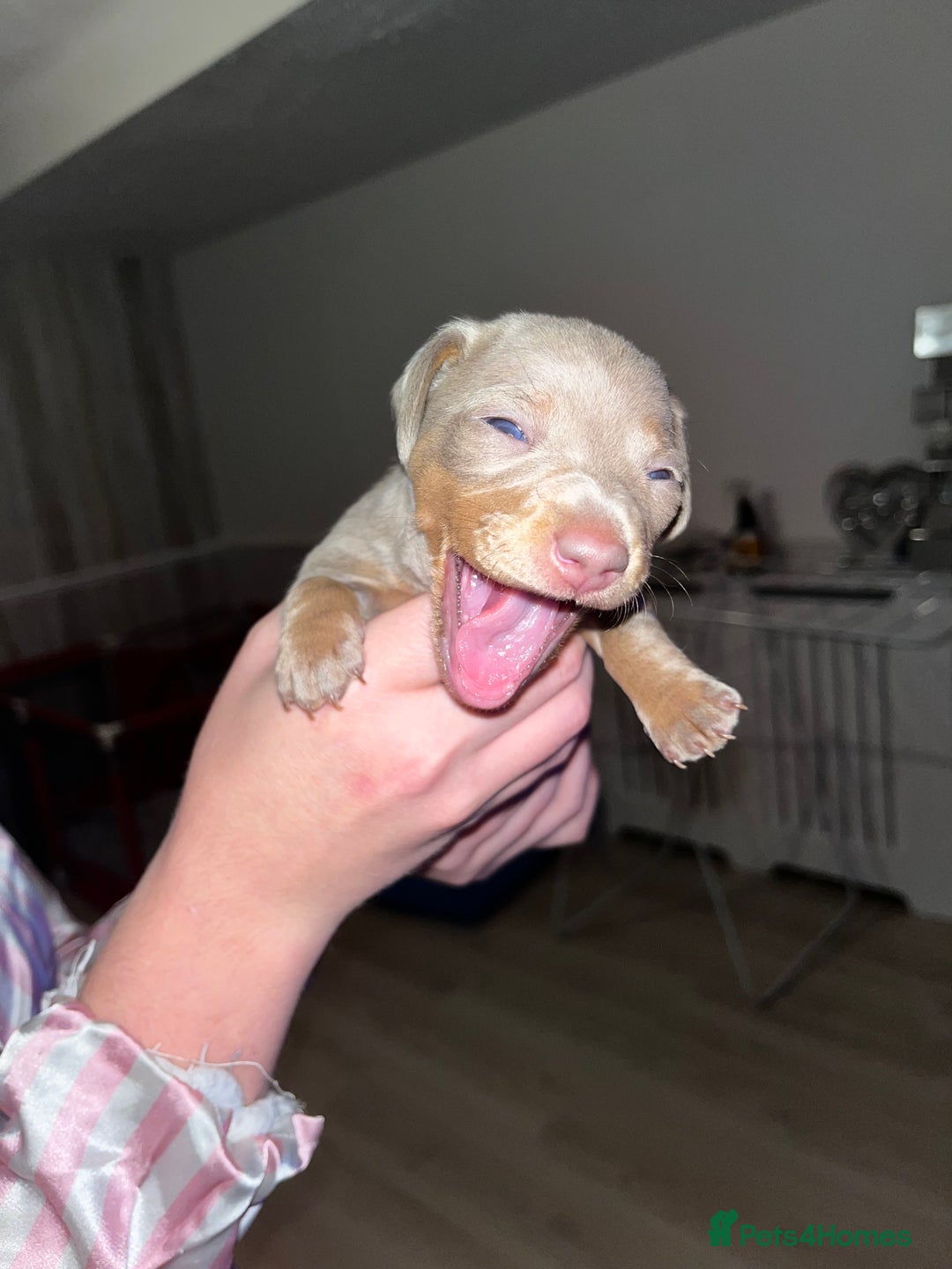 Miniature Dachshund dogs for sale: Tiny rabbit daushunds 5 beautiful babies 🥰🥰 - Image 3
