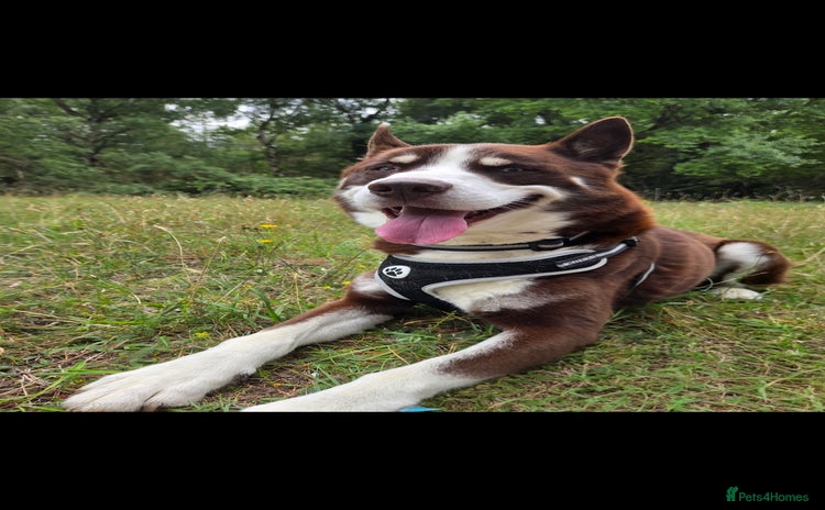 Siberian Husky dogs - Advert 16
