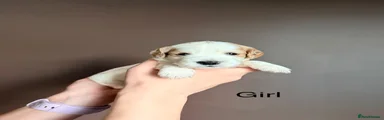 Cocker Spaniel 4