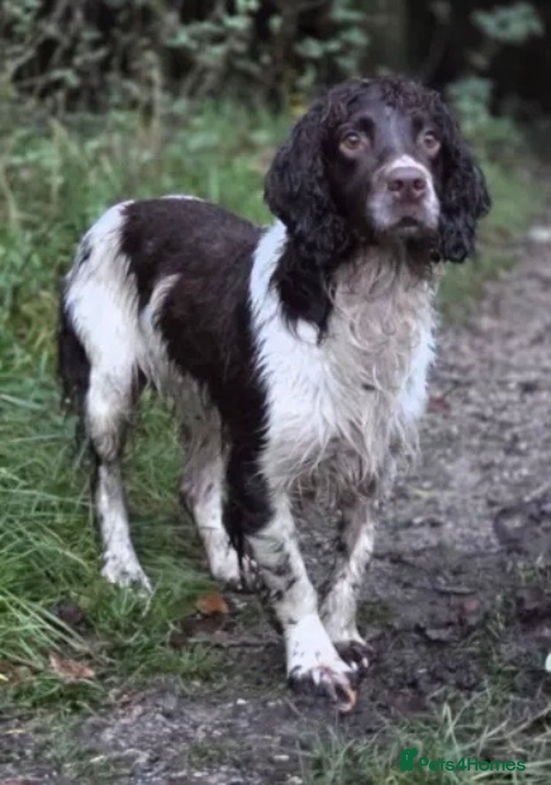 English Springer Spaniel dogs for sale: Beautifully marked, kc registered, legally docked. - Advert 3