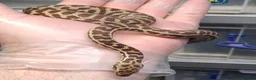 Python Snake reptiles for sale: WheatBelt Stimsons Pythons  - Advert 5