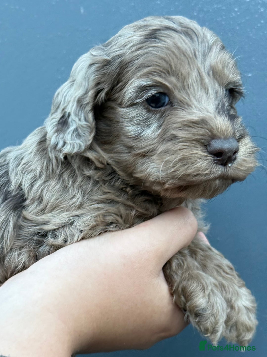 Cockapoo dogs for sale: Merle & Chocolate Cockapoo puppies - Image 6