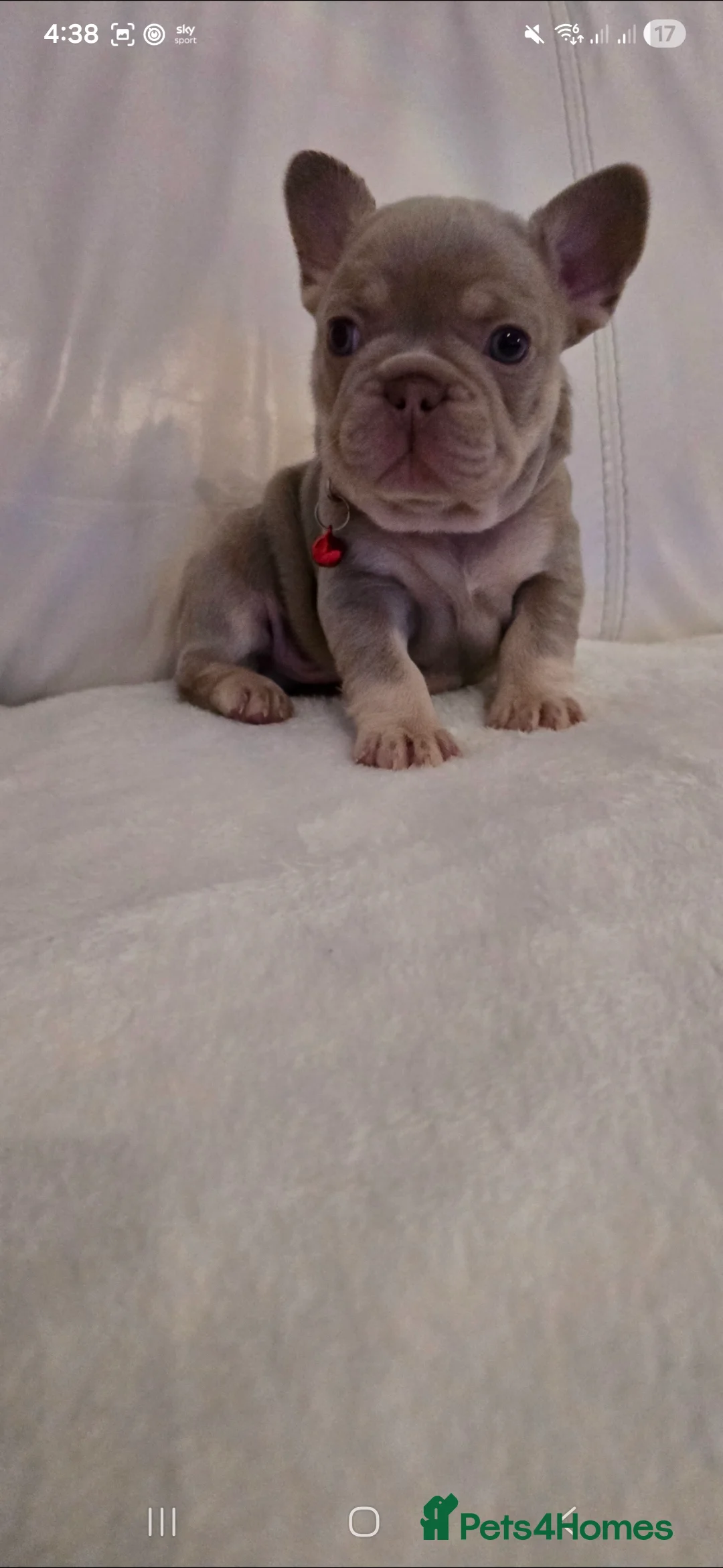 French Bulldog dogs for sale: French Bulldog puppies x 5 available  - Advert 12