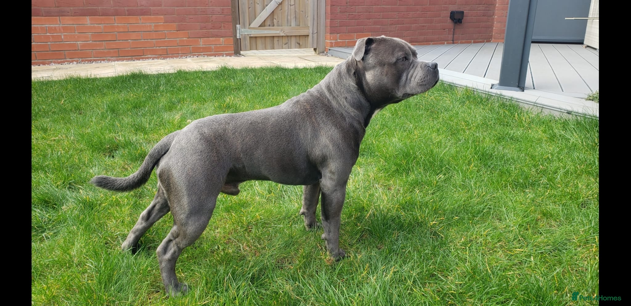 Staffordshire Bull Terrier dogs World-Class Blue Staffy stud-son of a Champion. - Advert 1
