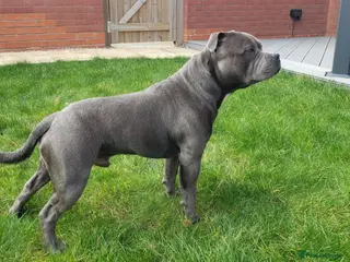 Staffordshire Bull Terrier dogs World-Class Blue Staffy stud-son of a Champion. - Advert 1