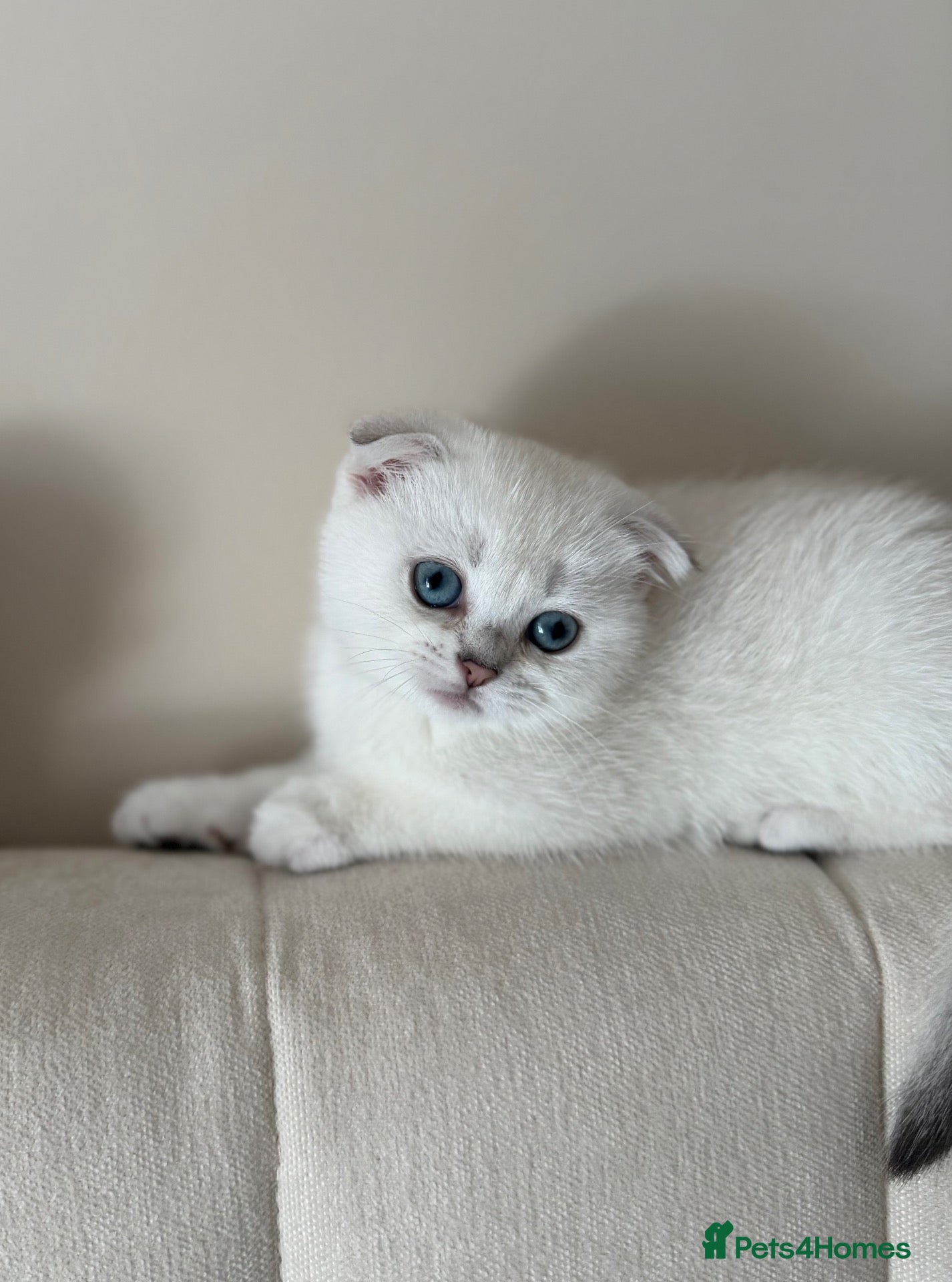 Scottish Fold cats Silver chinchilla Scottish folds  - Advert 18