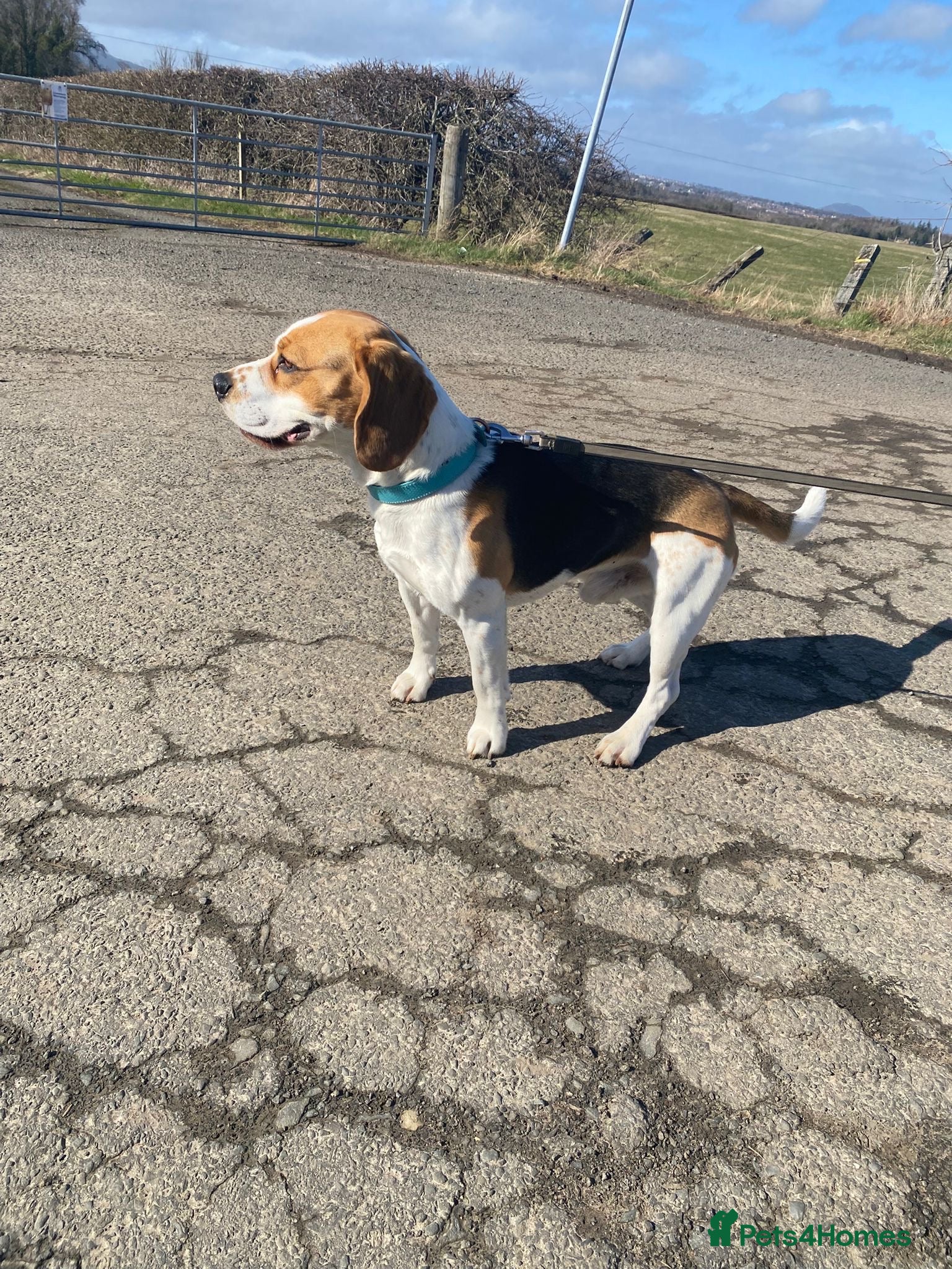Beagle dogs Beautiful Beagle Stud Dog – Edinburgh Area - Advert 2