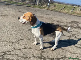 Beagle dogs Beautiful Beagle Stud Dog – Edinburgh Area - Advert 2