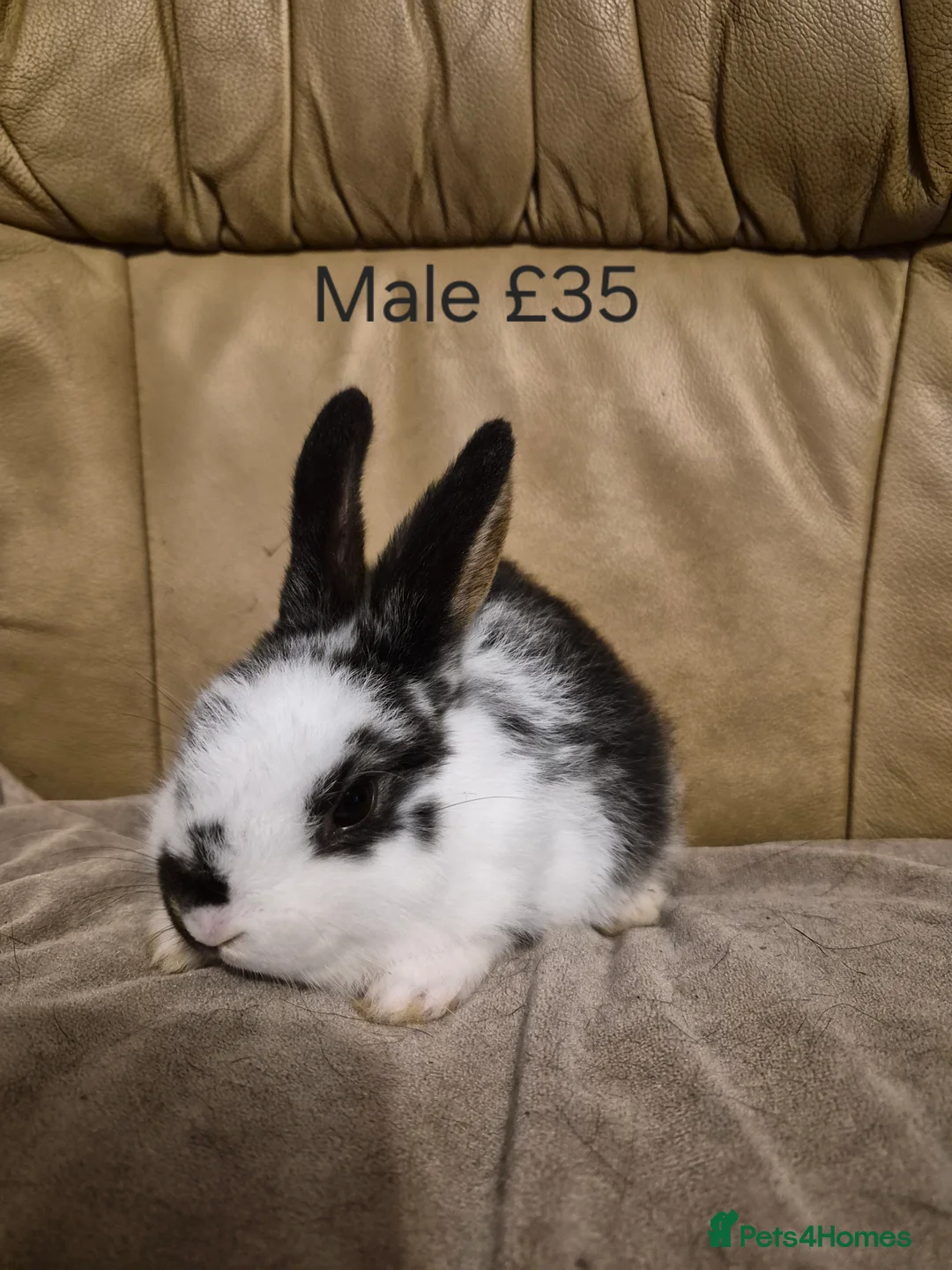 Mini Lop rabbits for sale: 5 Cute Baby Mini Lop X Rabbits - Advert 11