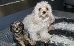 Cavapoo dogs for sale: Blue merle phantom Cavapoo female puppy - Advert 3