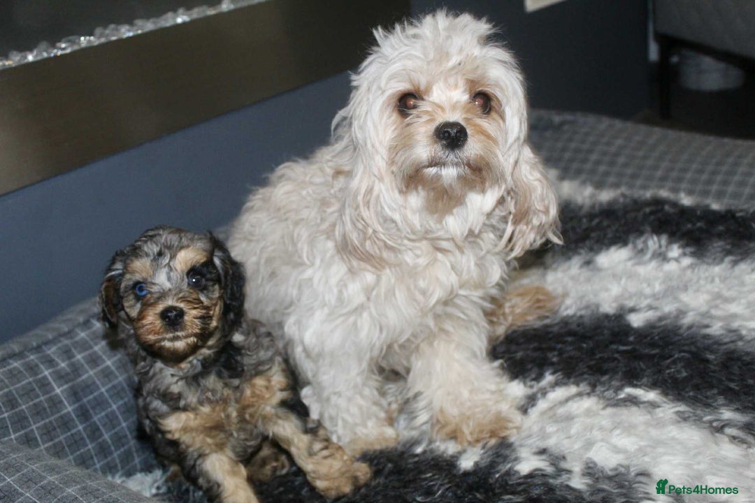 Cavapoo dogs for sale: Blue merle phantom Cavapoo female puppy - Advert 3