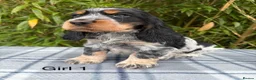 Cocker Spaniel dogs for sale: READY NOW😍 line quality show cockers - Advert 11