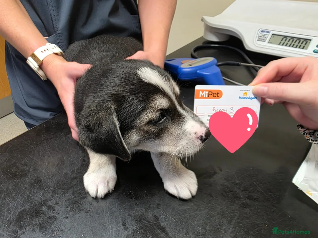 Mixed Breed dogs for sale:  Last puppy looking for his forever home ;)   - Advert 21