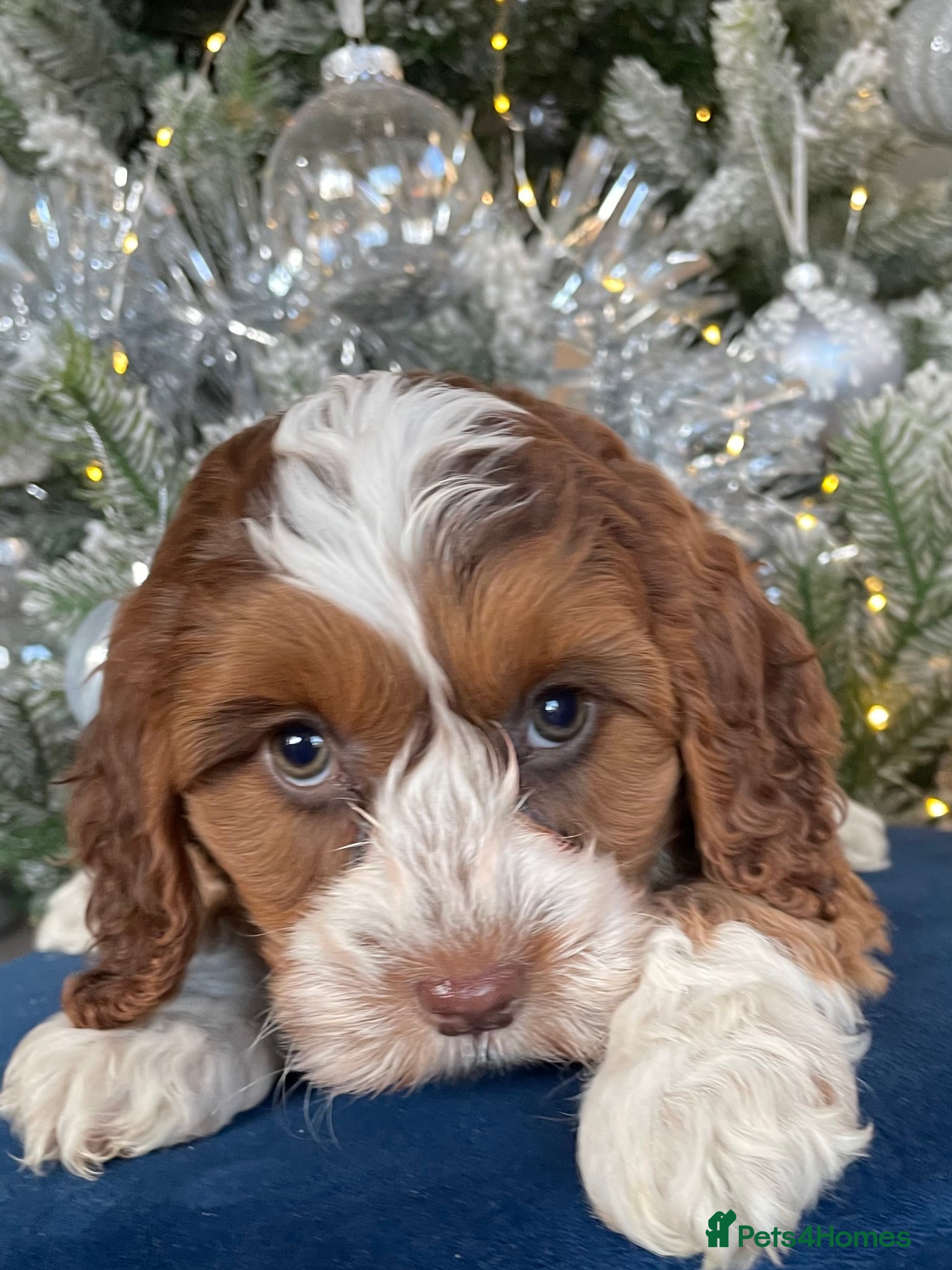 Cockapoo dogs F1 MINIATURE COCKAPOO PUPPIES DNA HEALTH TESTED  - Advert 1