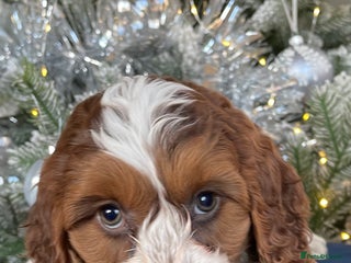 Cockapoo dogs F1 MINIATURE COCKAPOO PUPPIES DNA HEALTH TESTED - Advert 1