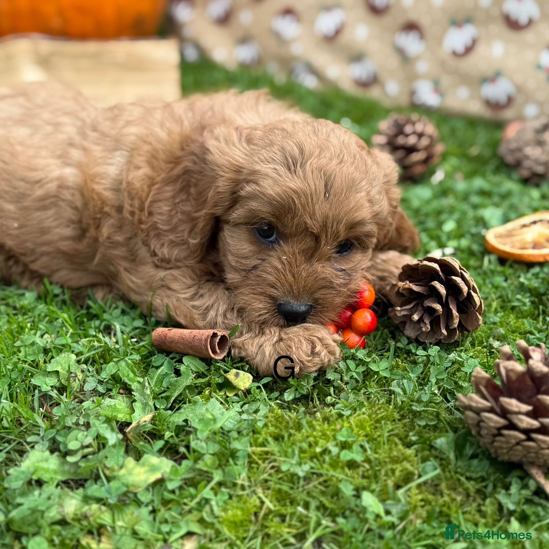 Cavapoo dogs for sale: Cavapoo *Ready 15th Nov* - Image 2
