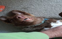 Border Collie dogs for sale: 6 month brown border collie - Advert 6