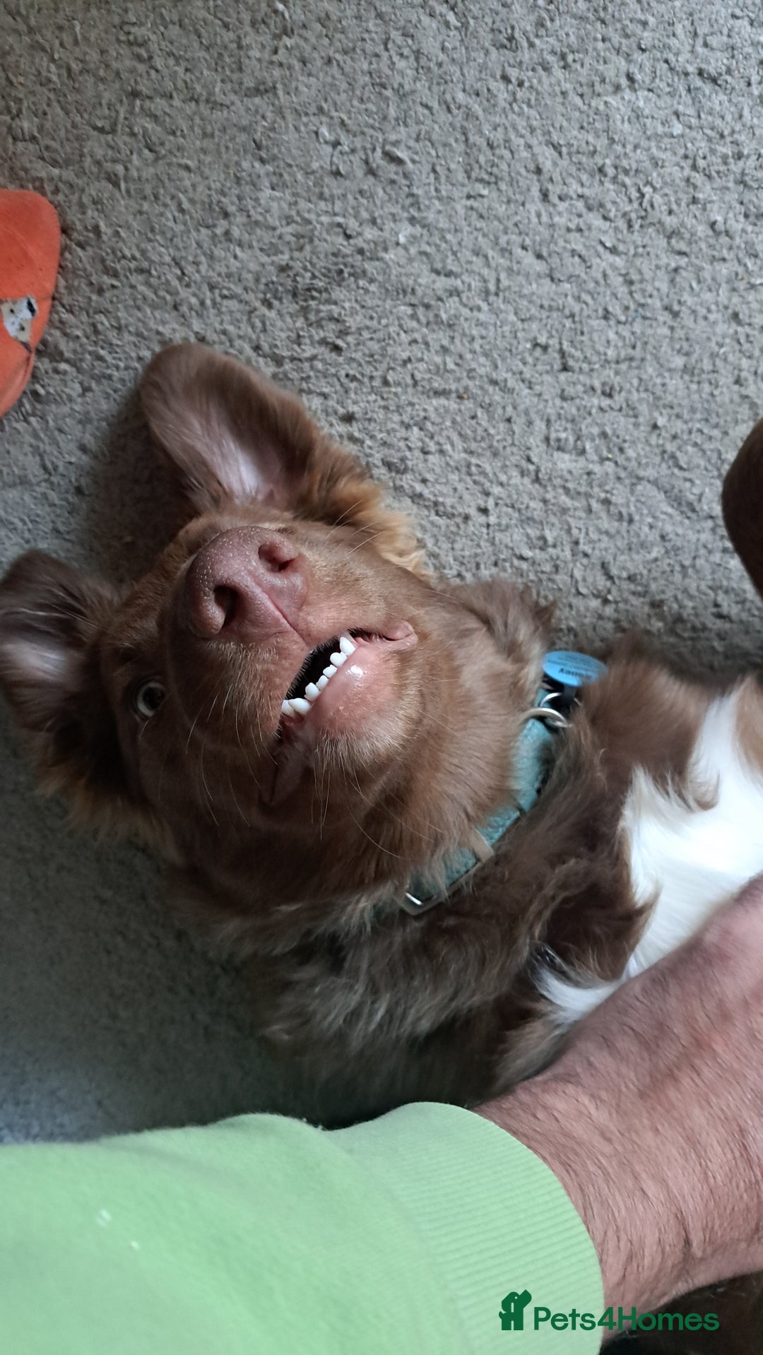 Border Collie dogs for sale: 6 month brown border collie - Advert 6