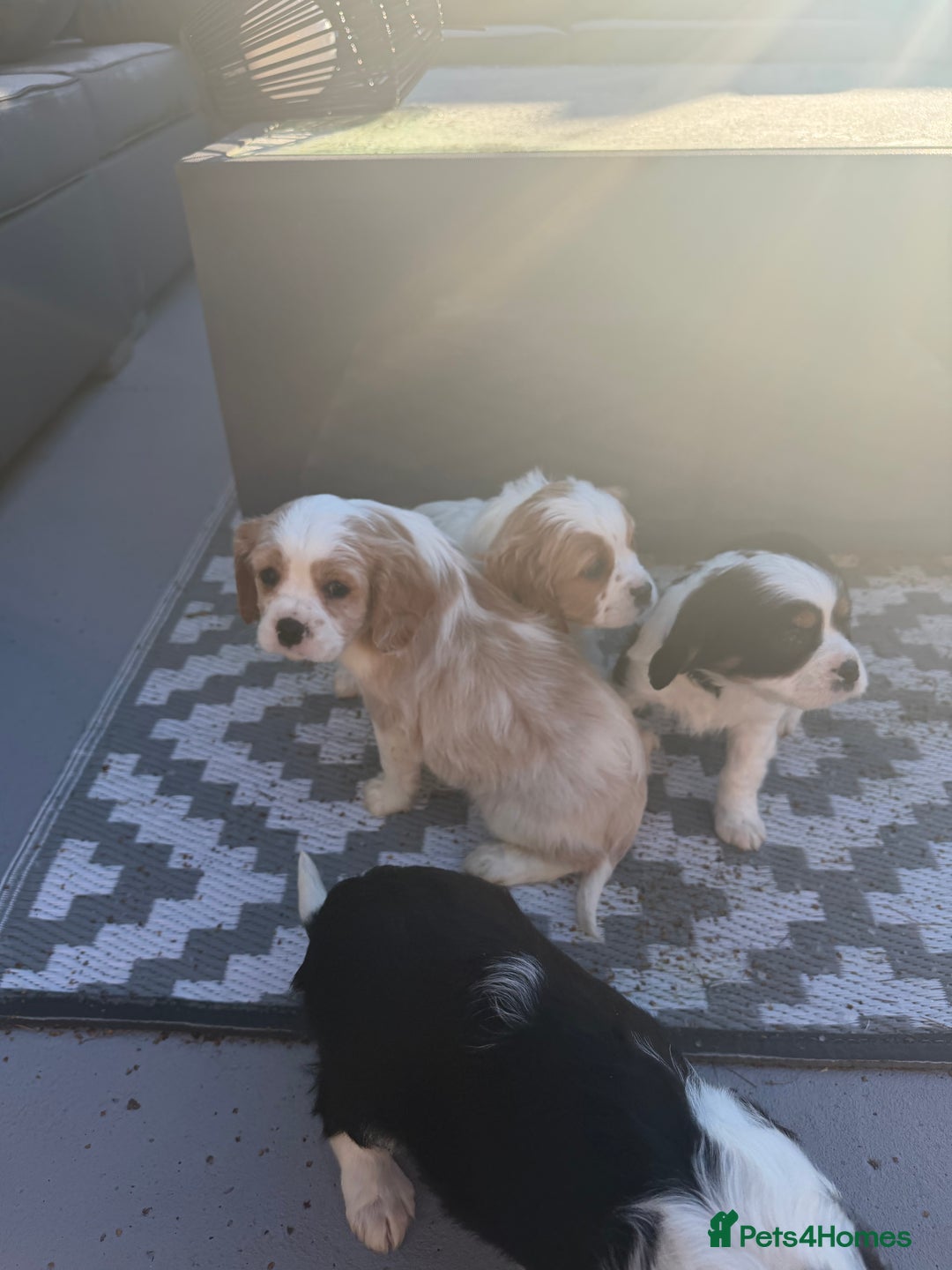 Cavalier King Charles Spaniel dogs for sale: 🐶King Charles Cavalier Puppies✨ STUNNING✨❤️🐶  - Advert 15