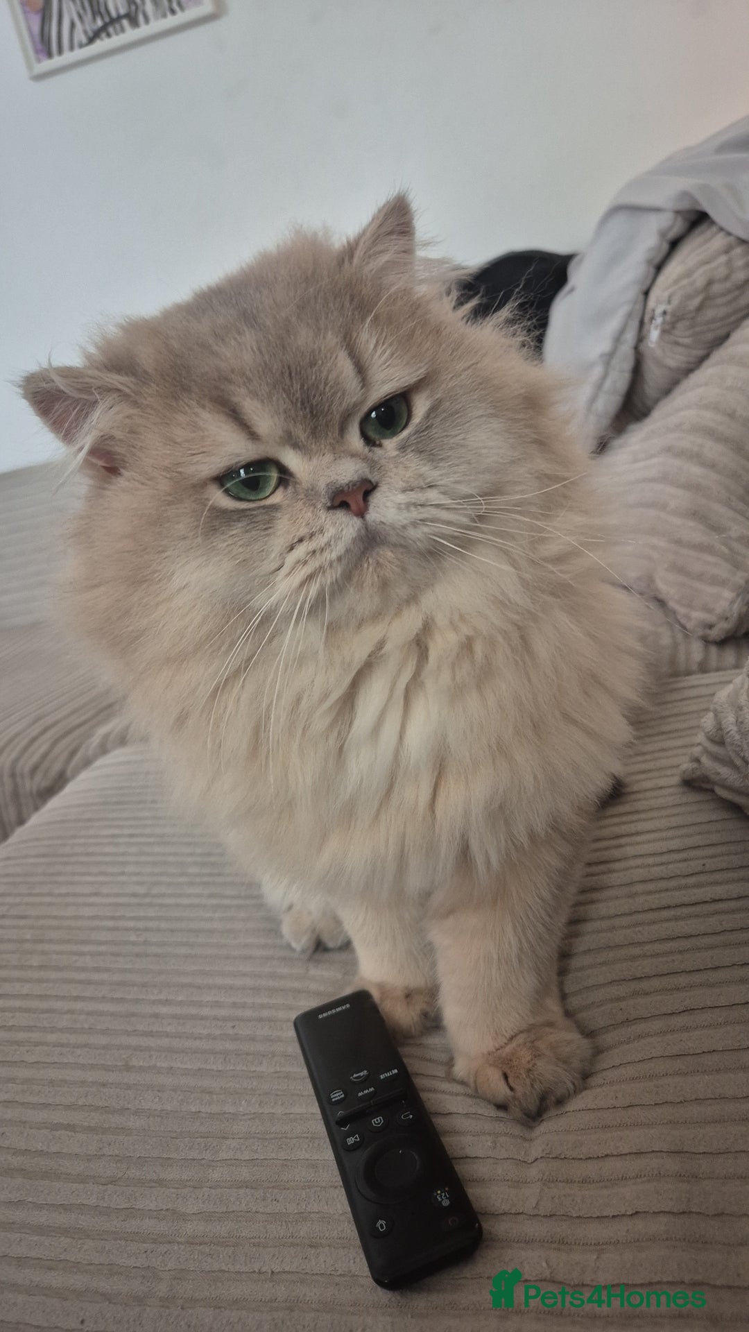 British Longhair cats for stud: British LongHair stud - Advert 2