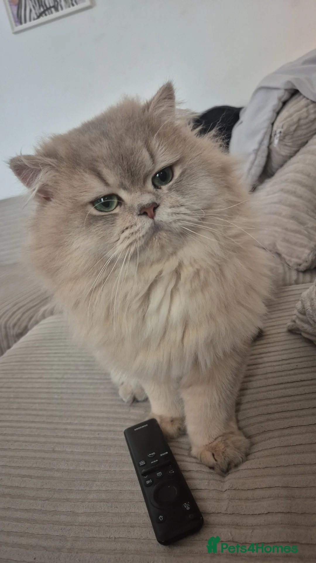 British Longhair cats for stud: British LongHair stud - Advert 2