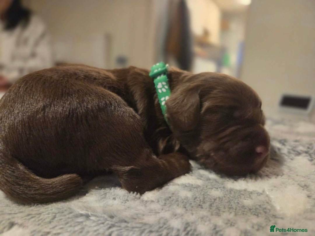 Cocker Spaniel dogs for sale: Working cocker spaniels  - Advert 6