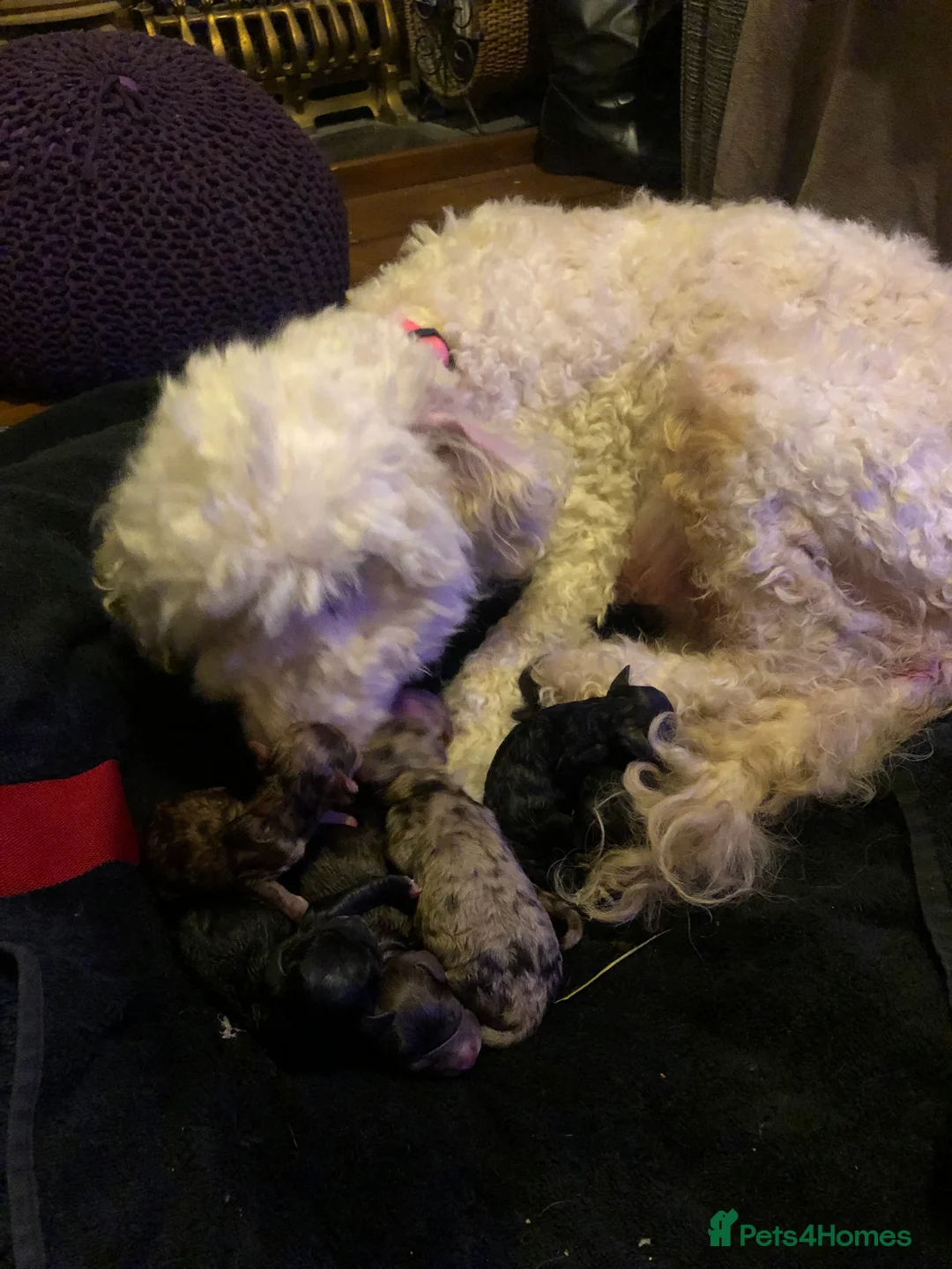 Cockapoo dogs for sale:  cockapoo one beautiful blacl and white girl left - Advert 9