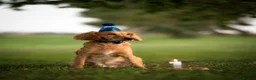 Cockapoo dogs for stud: Male cockapoo for stud  in Great Yarmouth - Advert 3