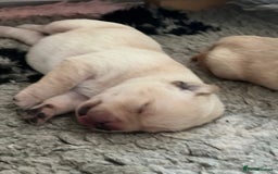 Labrador Retriever dogs for sale: Labrador puppies - Image 3
