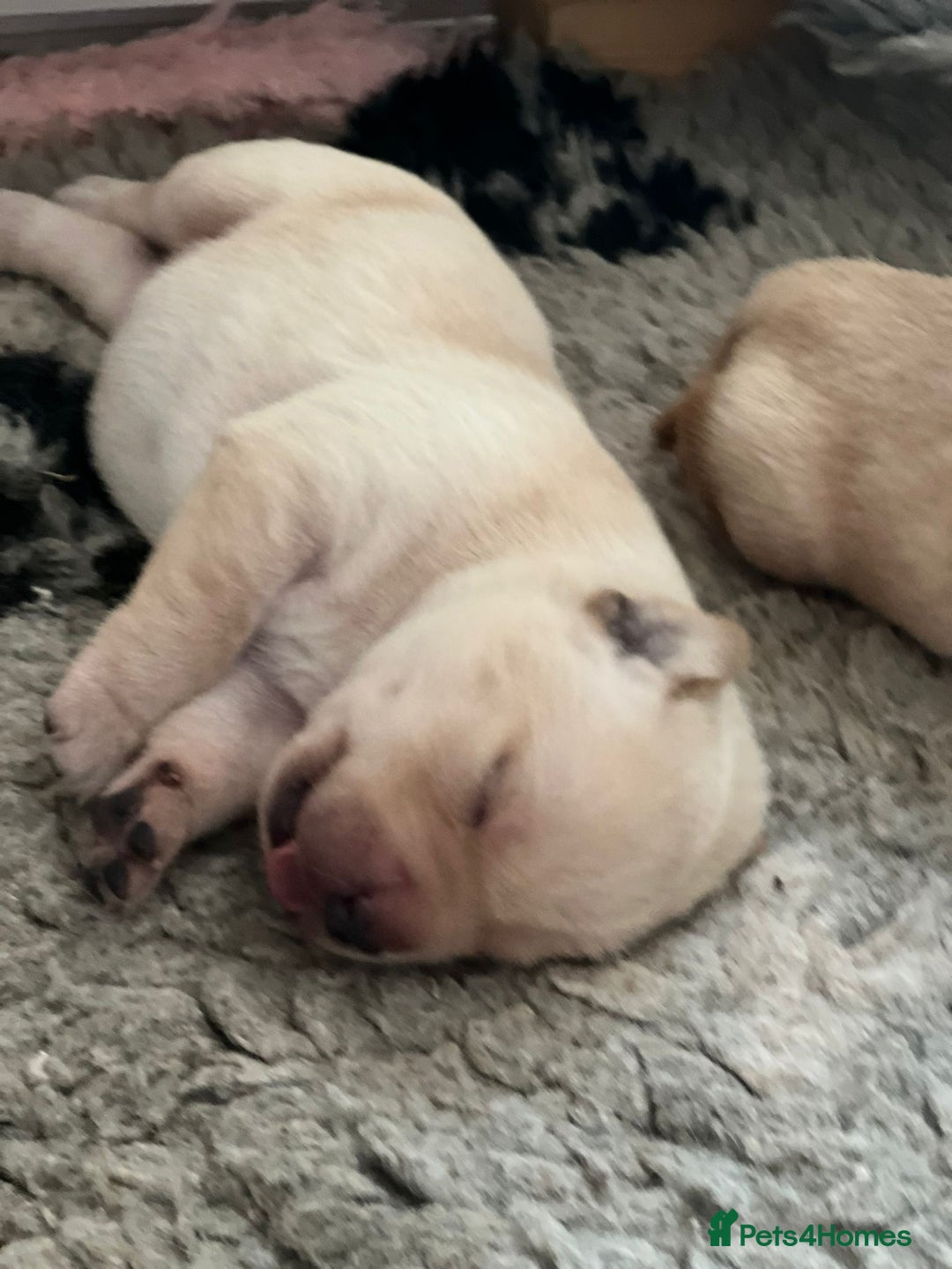 Labrador Retriever dogs for sale: Labrador puppies - Image 3
