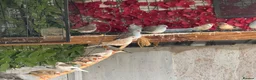 Doves birds for sale: Diamond Dove  in Corby - Advert 5