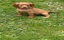 Cocker Spaniel dogs for sale: KC registered Red Cocker Spaniel Pups  - Image 5