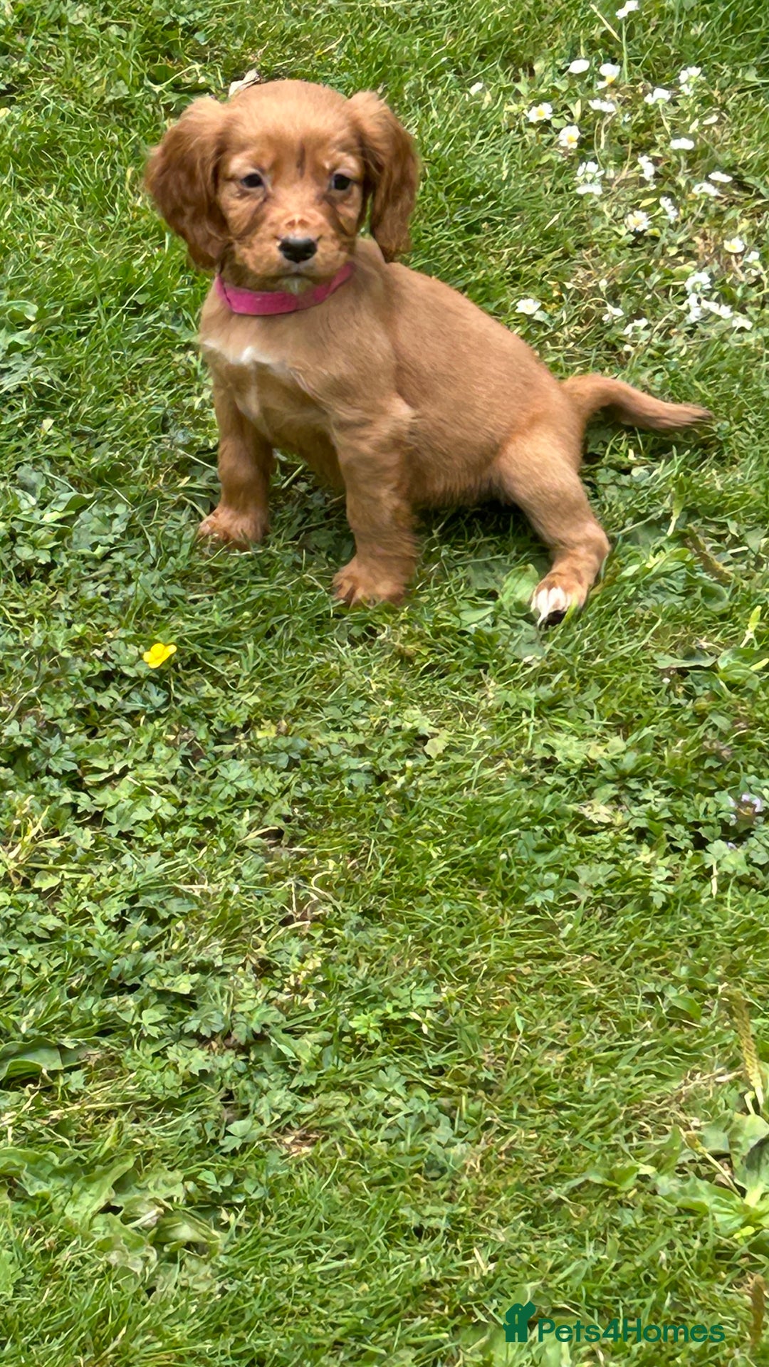 Cocker Spaniel dogs for sale: KC registered Red Cocker Spaniel Pups  - Image 5
