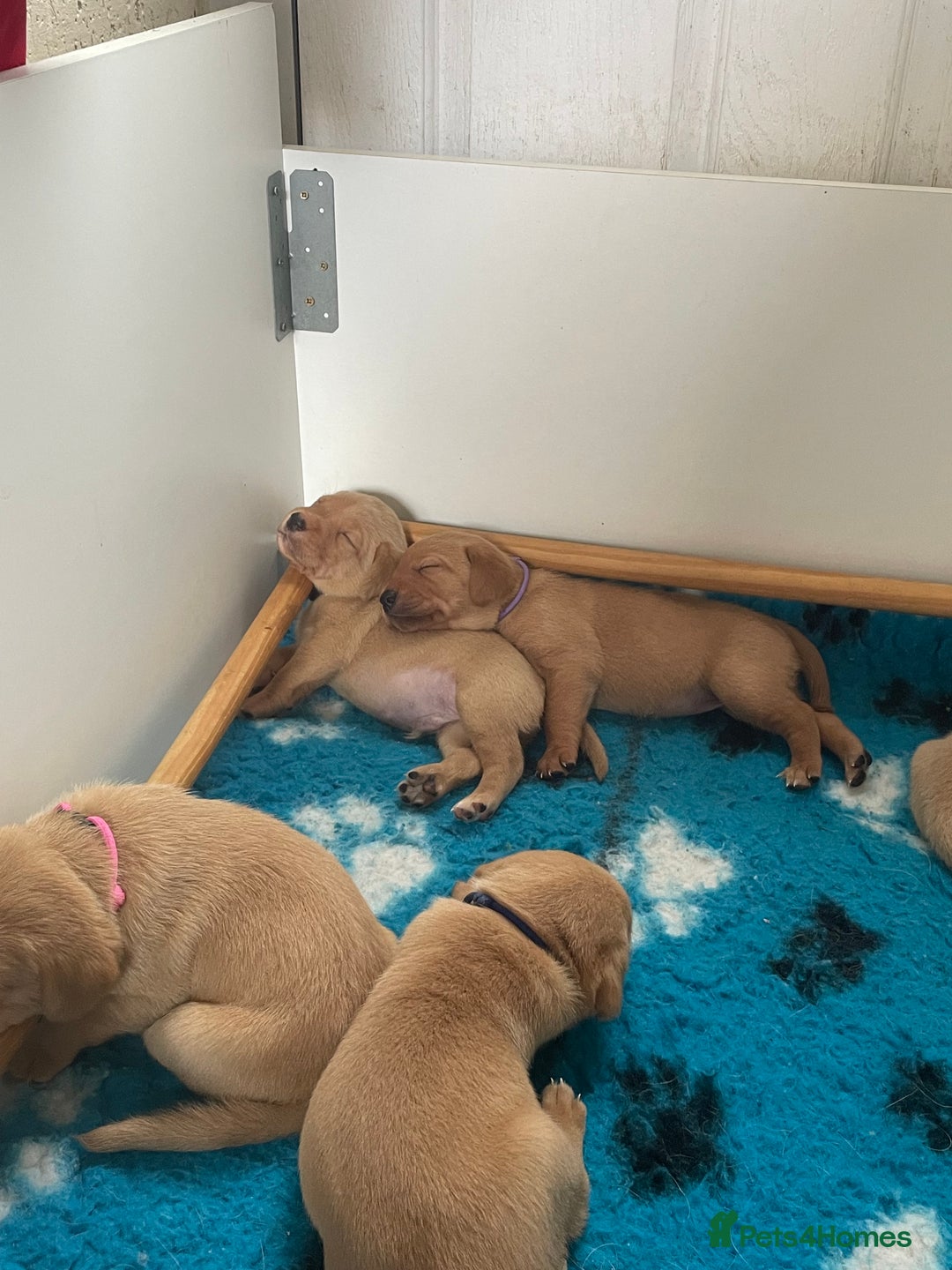 Labrador Retriever dogs for sale: Gorgeous Fox Red Labradors  - Image 9