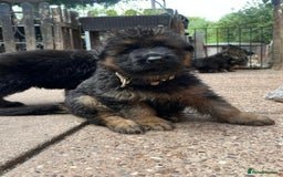 German Shepherd dogs for sale: Long Haired GSD Puppies. Only 1 boys LEFT!  - Image 31