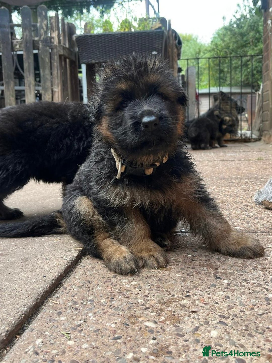 German Shepherd dogs for sale: Long Haired GSD Puppies. Only 1 boys LEFT!  - Image 31