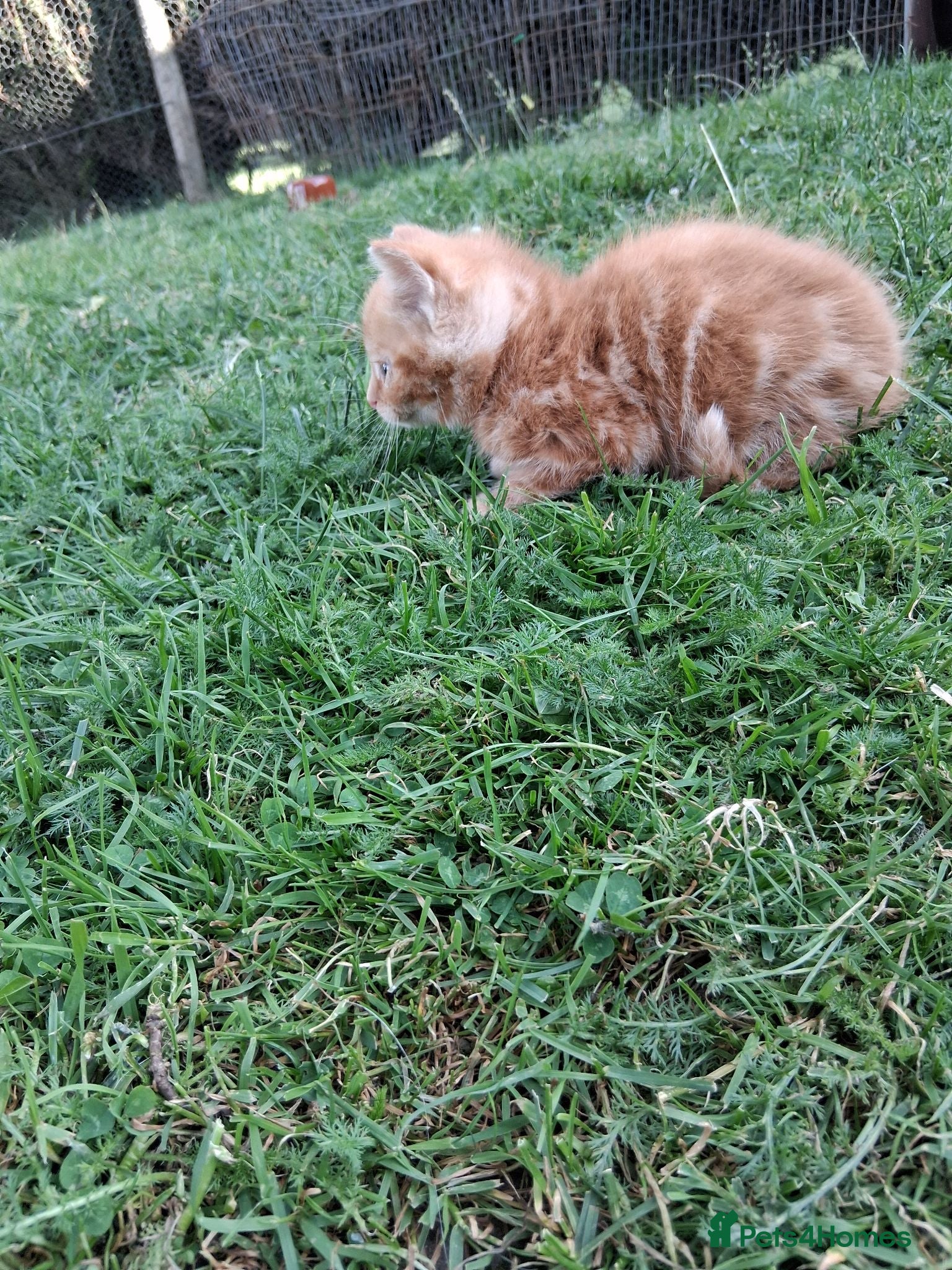 Mixed Breed cats Beautiful kittens or sale - Advert 8