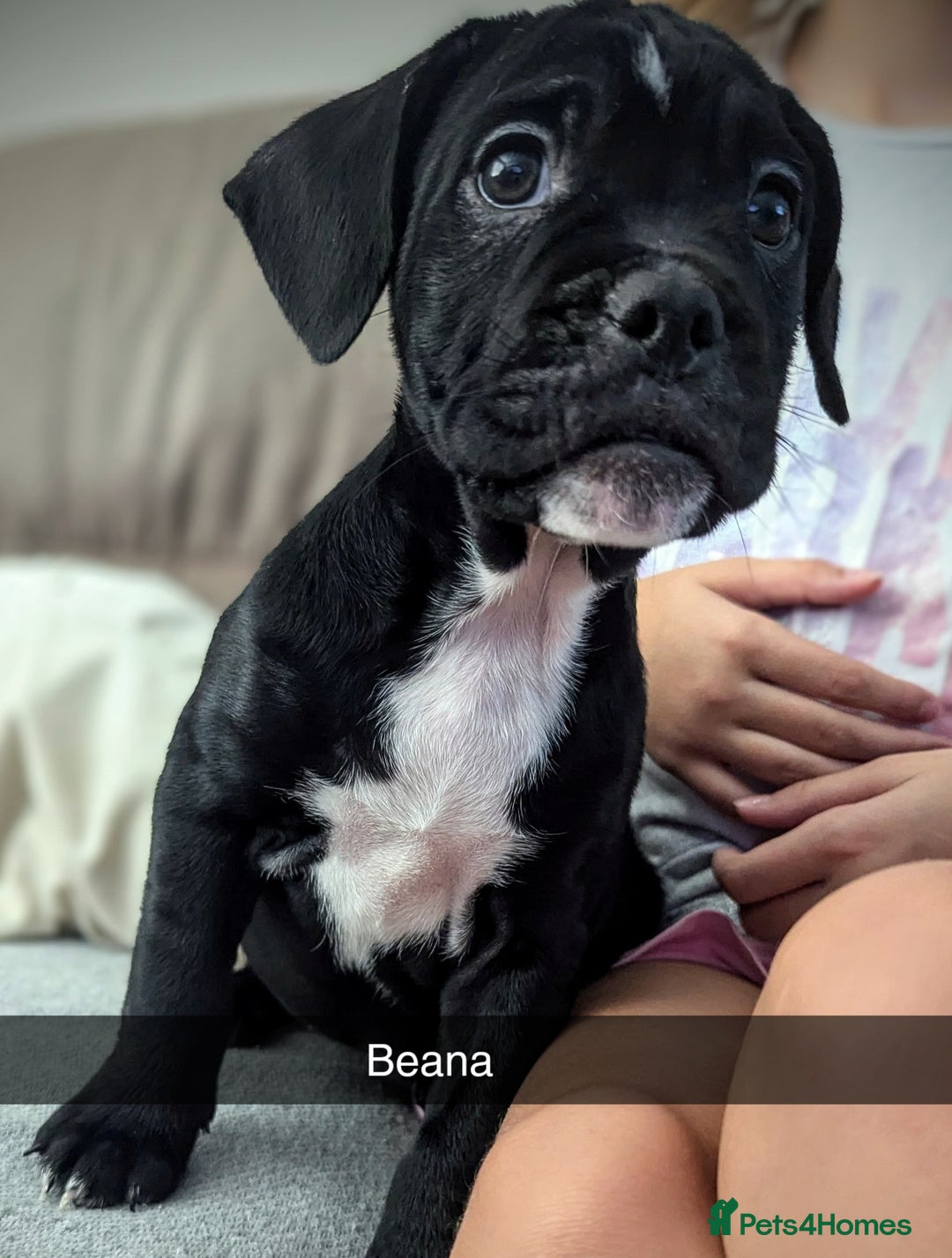 Mixed Breed dogs for sale: Cane corso cross  - Image 19