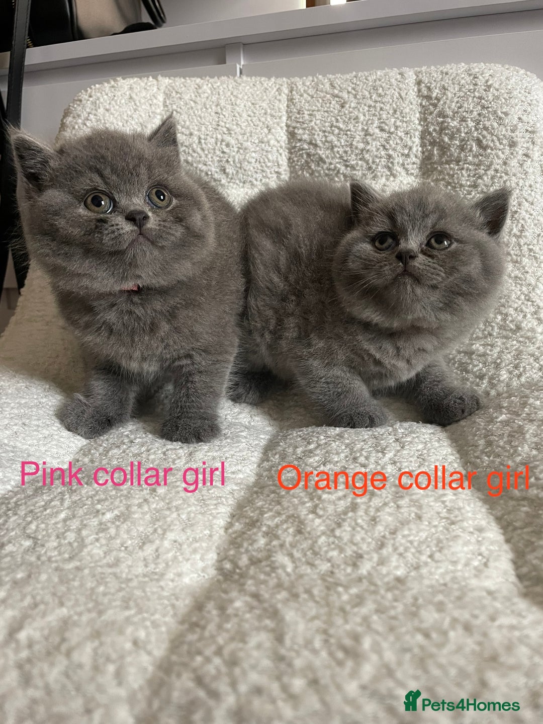 British Shorthair cats for sale: 4 purebred British shorthair kittens  - Image 8